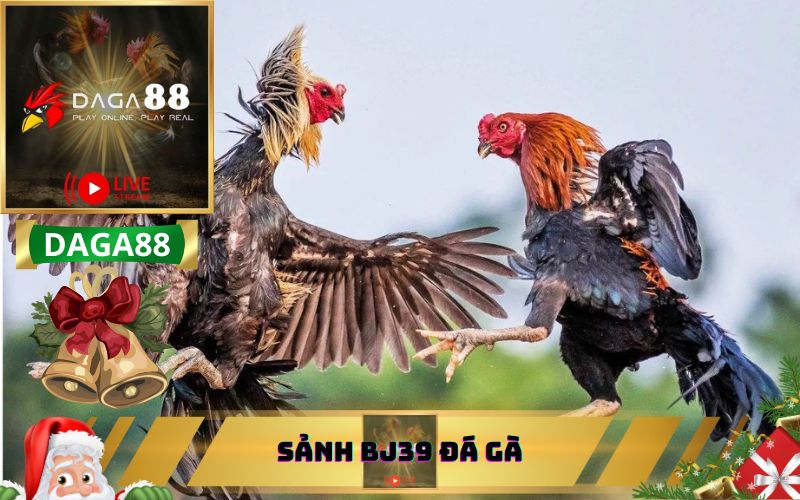 SẢNH BJ39 ĐÁ GÀ TRÊN DAGA88