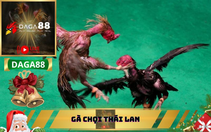 CÁCH NUÔI GÀ CHỌI THÁI LAN TỪ DAGA88