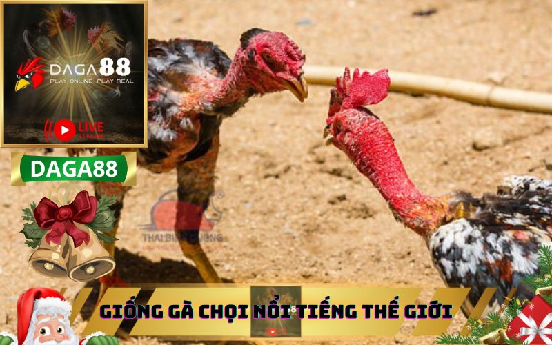 DAGA88 GIỚI THIỆU CÁC GIỐNG GÀ CHỌI