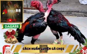 CÁCH HUẤN LUYỆN GÀ CHỌI TRÊN DAGA88