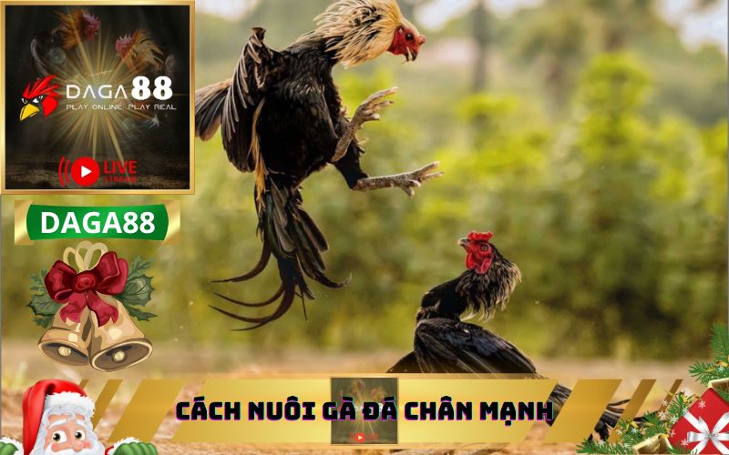 CÁCH NUÔI GÀ ĐÁ CHÂN MẠNH TỪ DAGA88