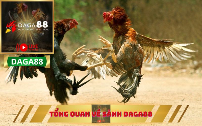 TỔNG QUAN VỀ SẢNH DAGA88